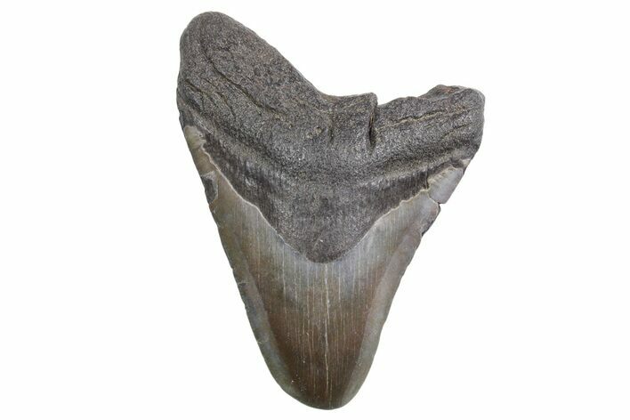 Bargain, Fossil Megalodon Tooth - South Carolina #358994